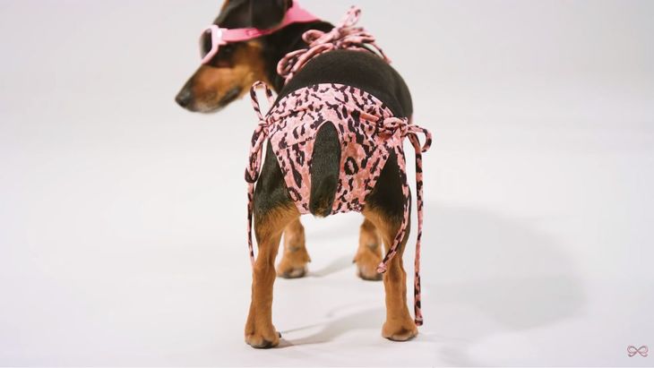 Hunkemöller Dogkini Collection